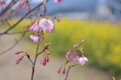メイン会場「桜・菜の花エリア」