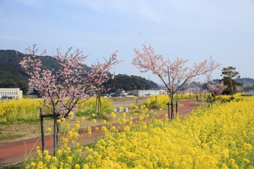 五ヶ瀬川堤防（野地町）桜・菜の花